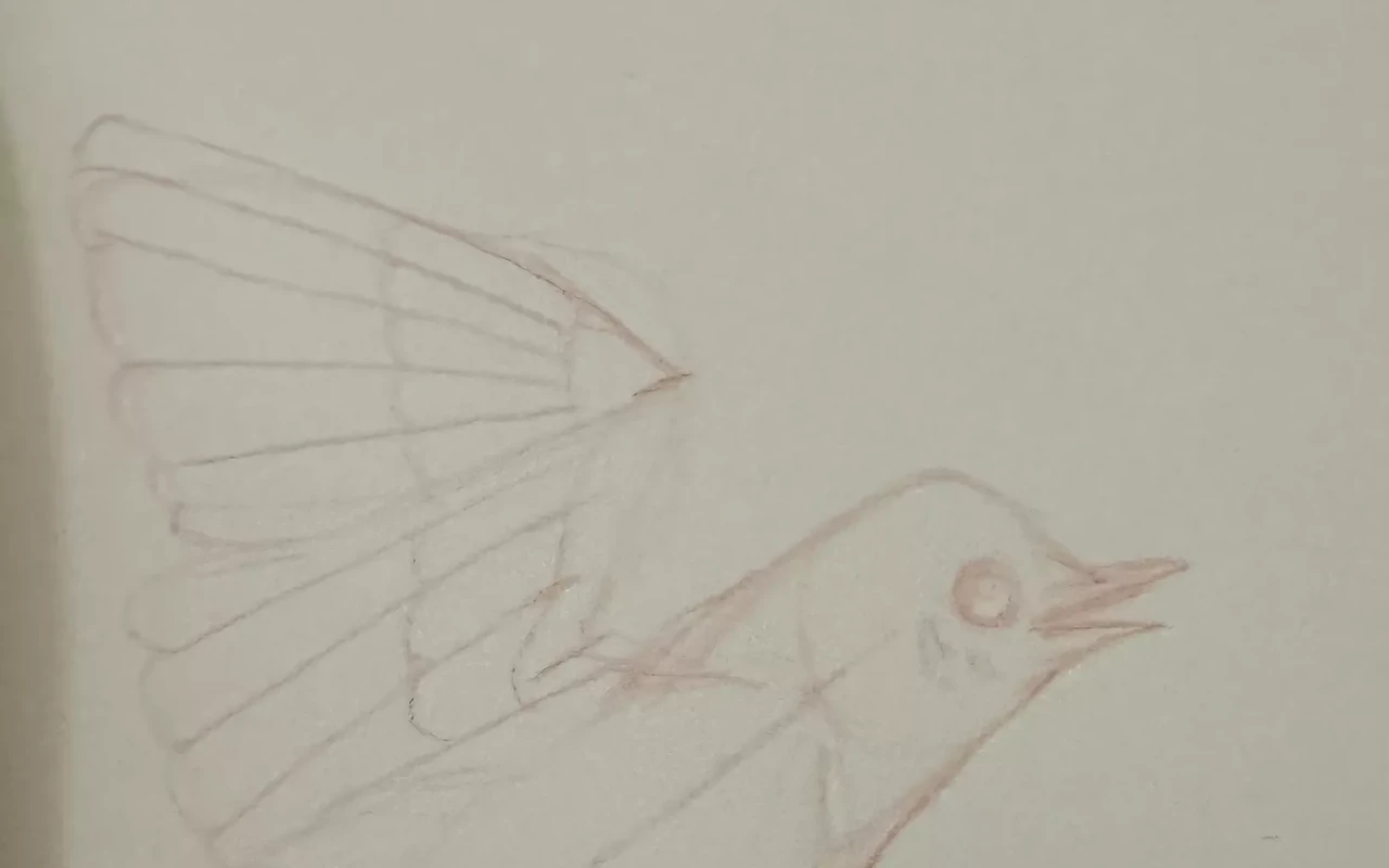 Image: Bird Drawing for Kids