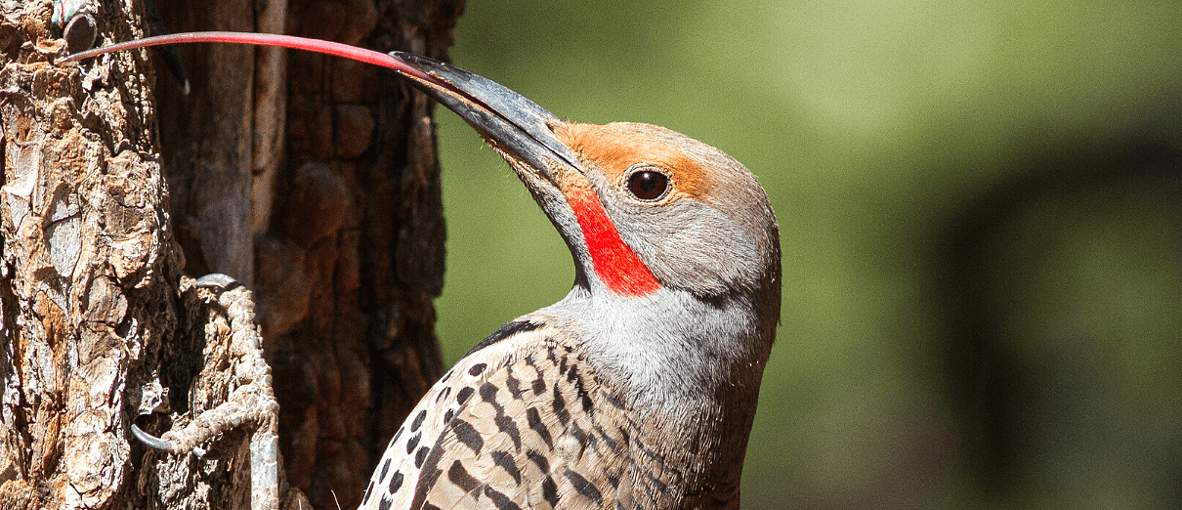 northern-flicker-with-tongue-out_botw_blog.png