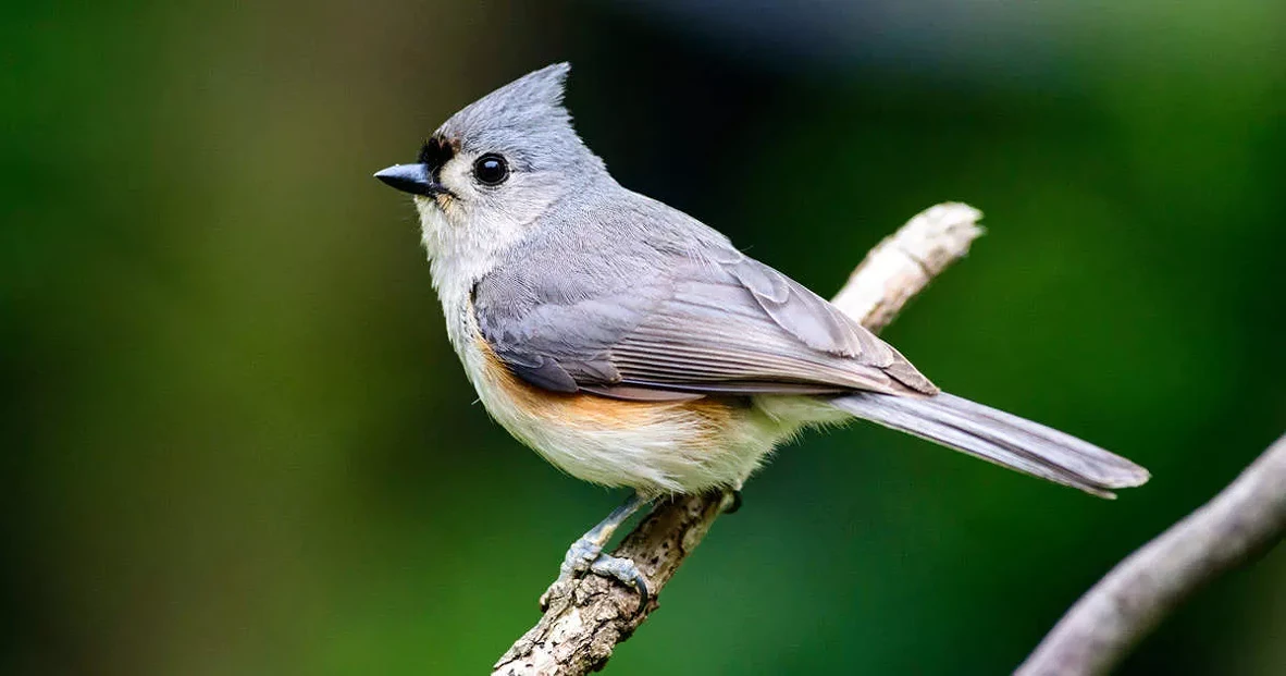 tufted-titmouse-og.webp