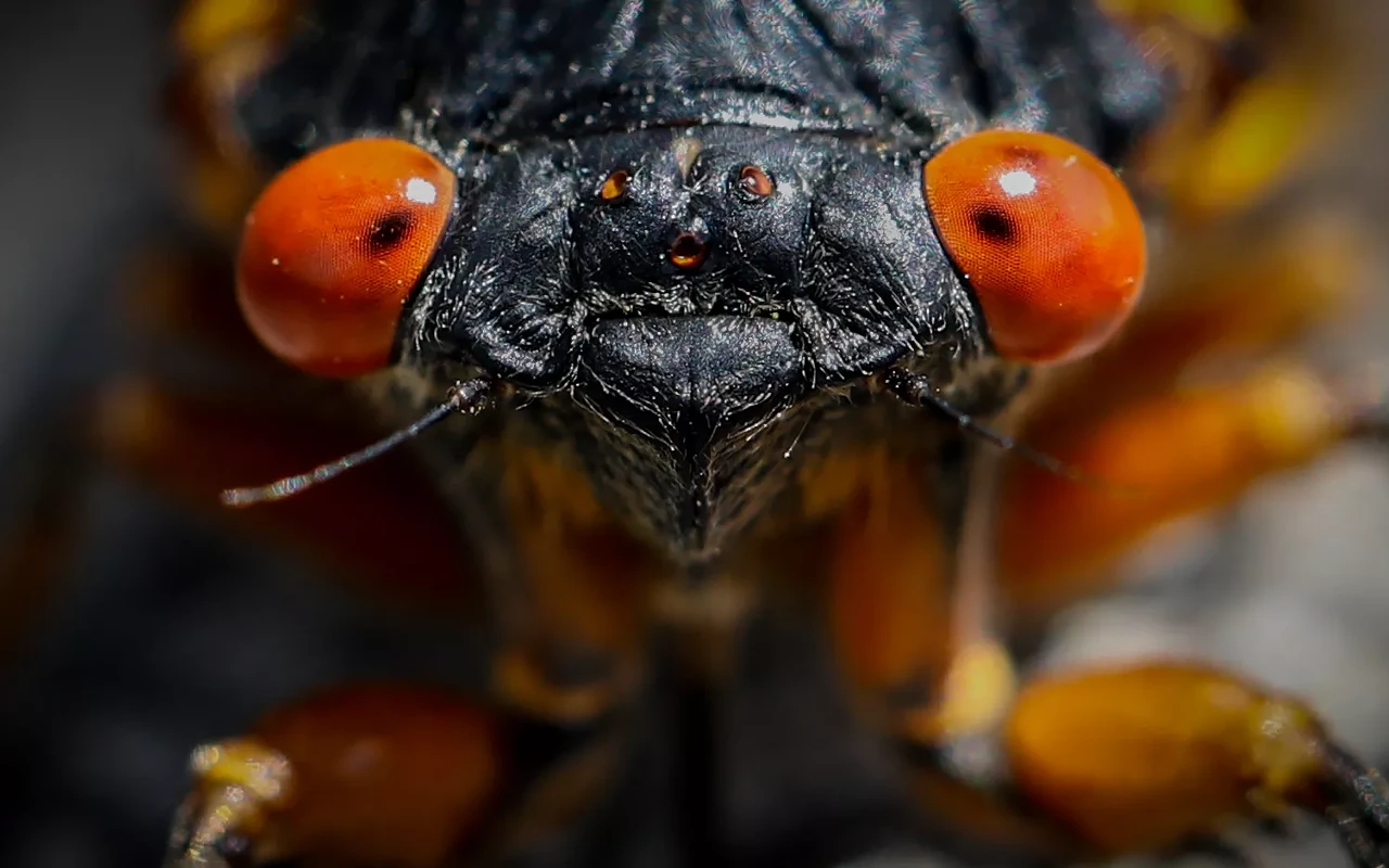Image: Cicada Saturday