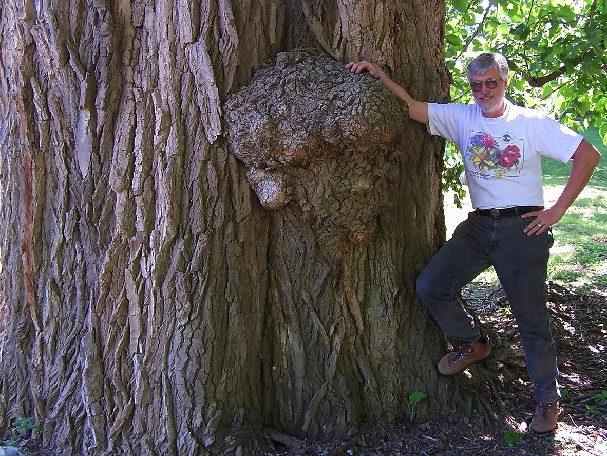 Cottonwood tree , arborist Guy Sternberg