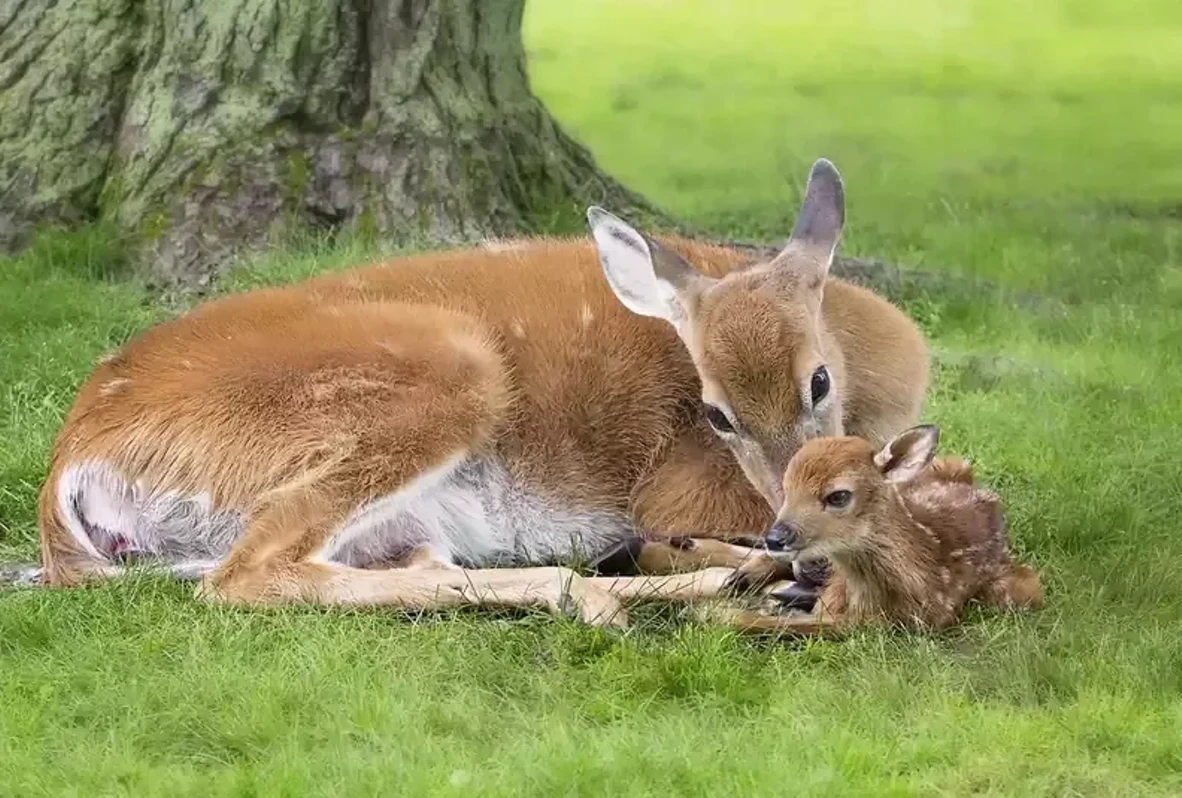 deer.webp