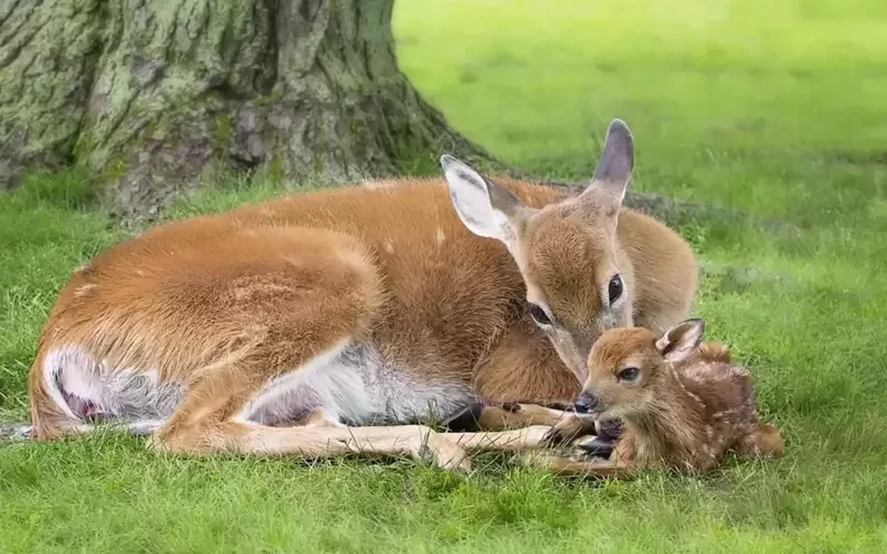 Image: Deer in Illinois