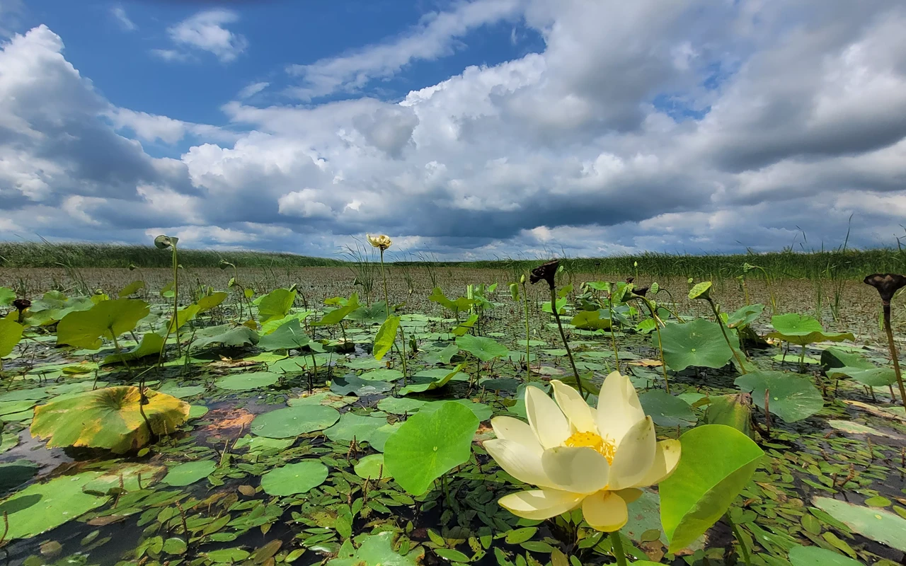 Image: Earth Day Presentation Celebrating the Emiquon Preserve