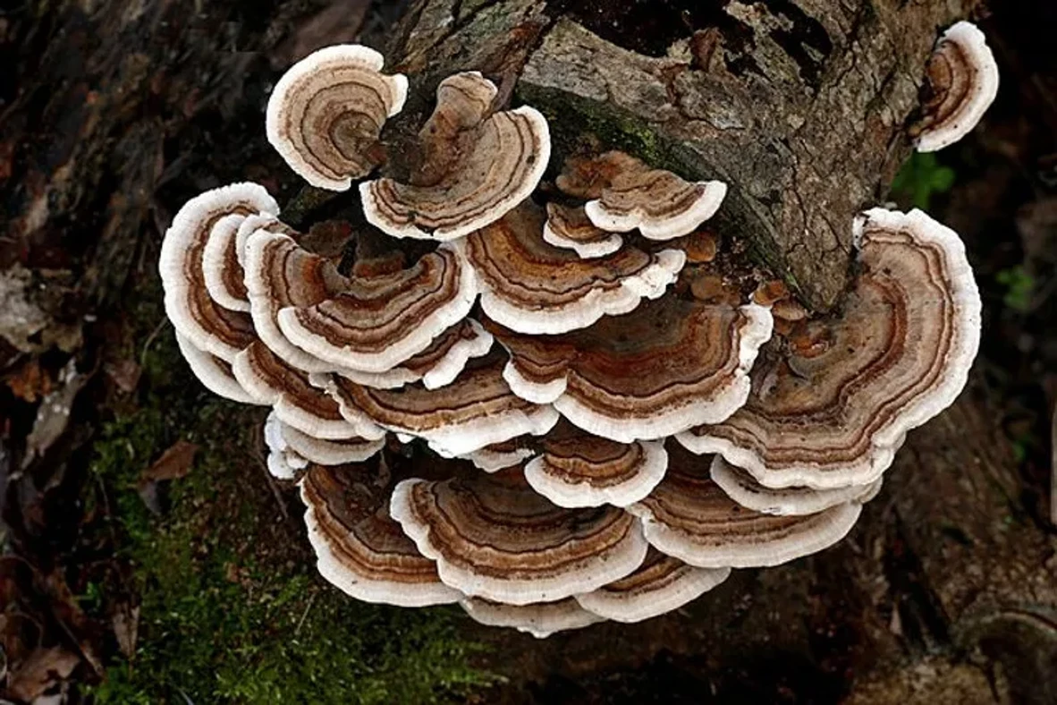 turkey_tail_2.webp