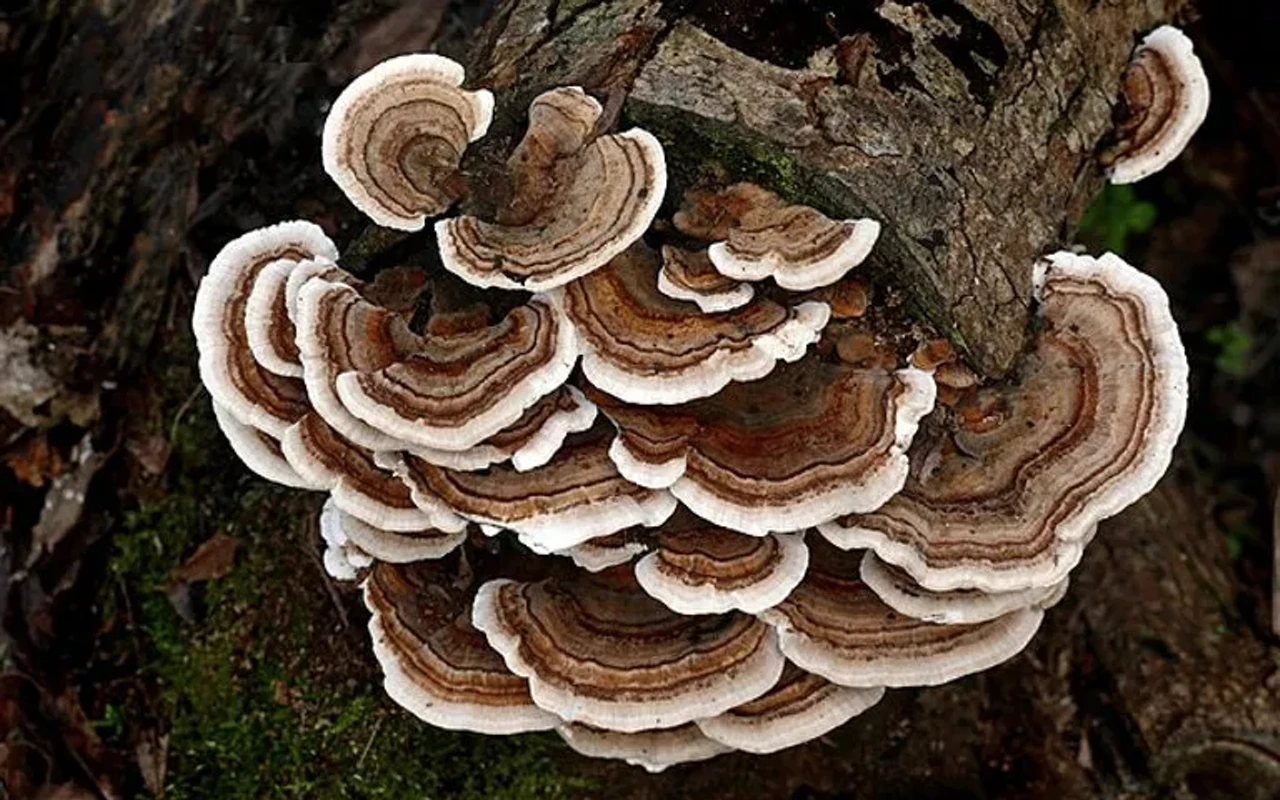 Image: Fall Fungi Workshop