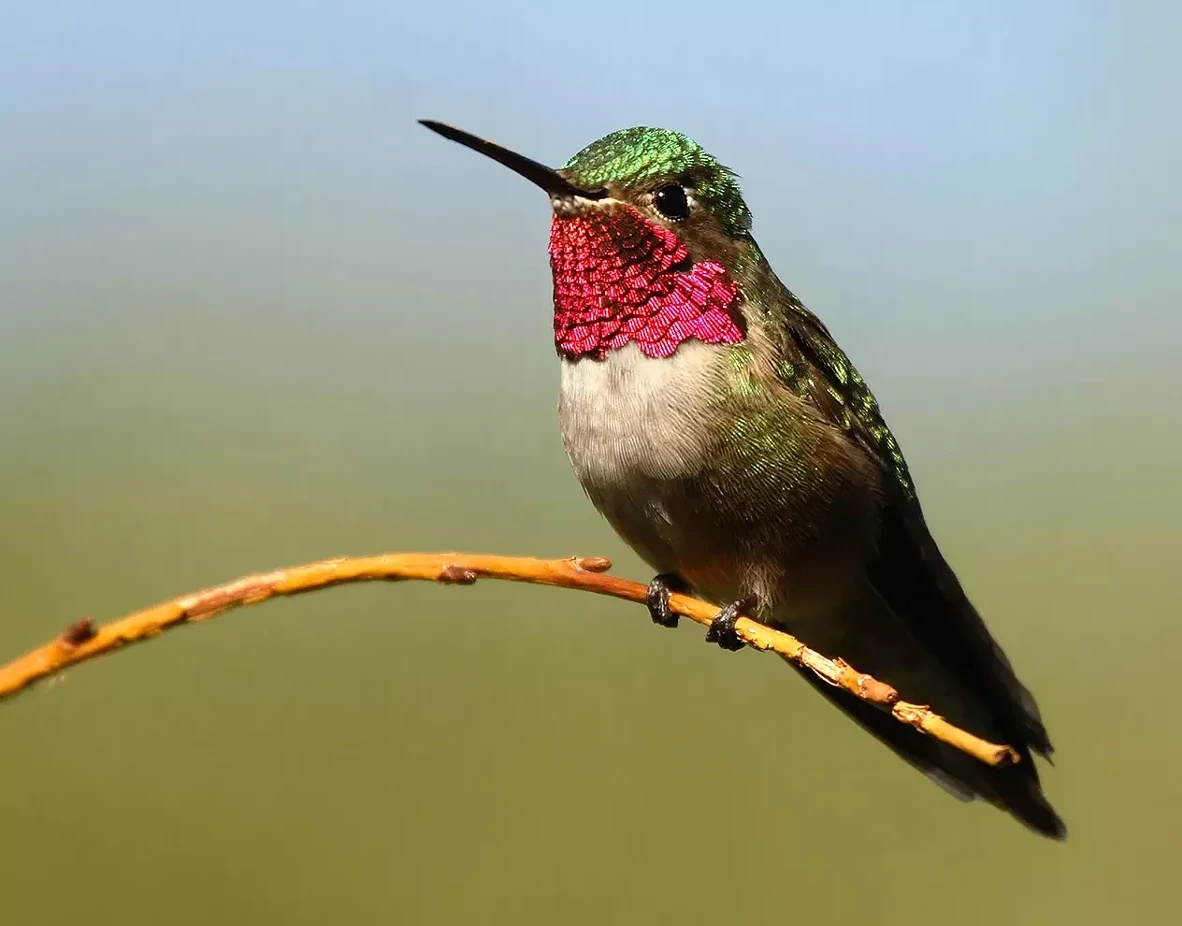 hummingbird_copy.webp