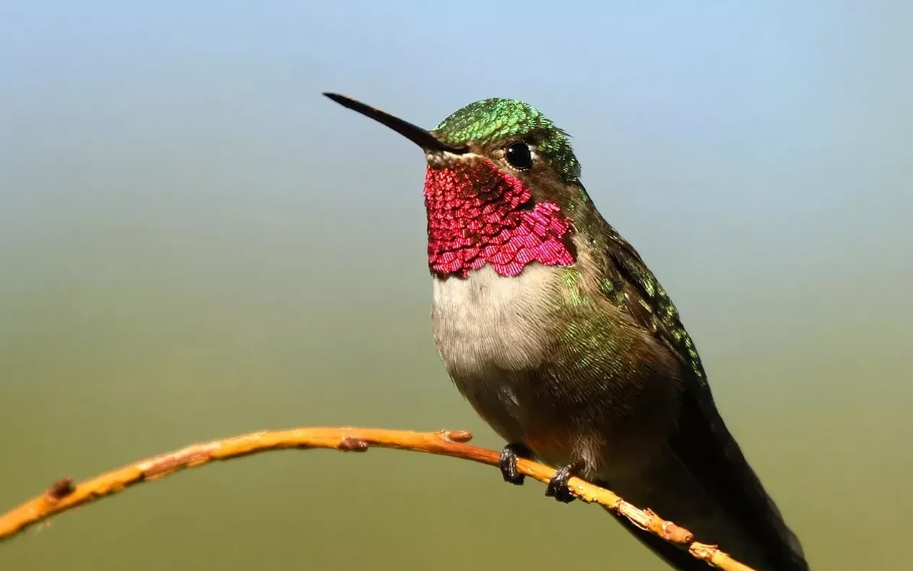 Image: Fascinating Hummingbirds