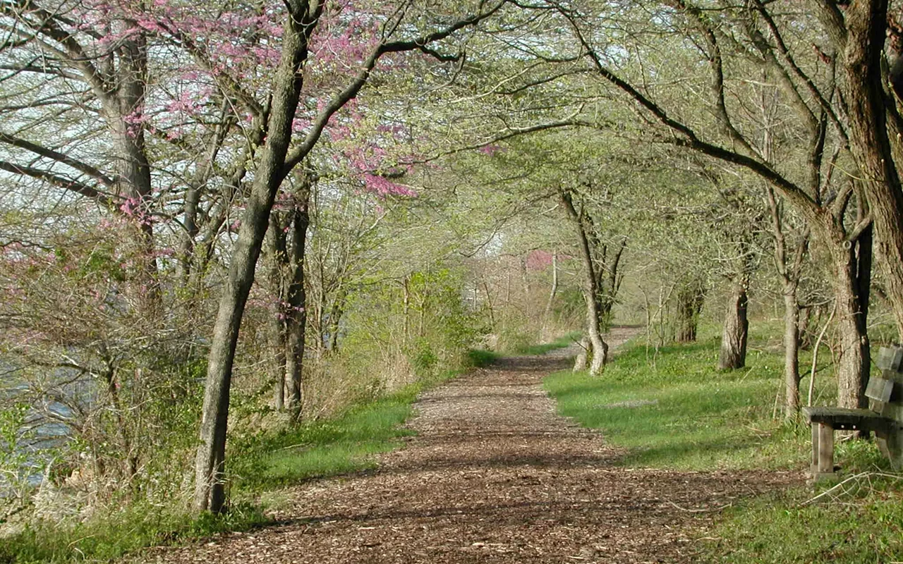 Image: Forest Therapy