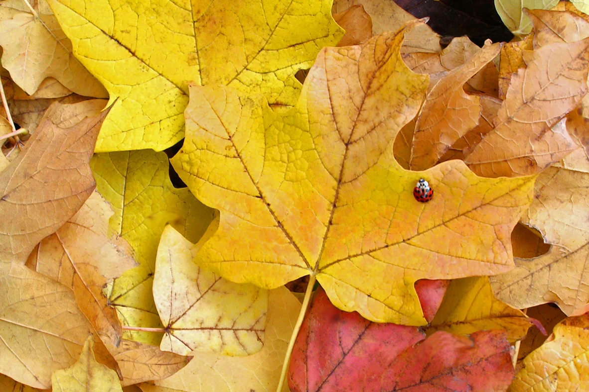 leaves-virginia-scott-with-lady-bug.webp