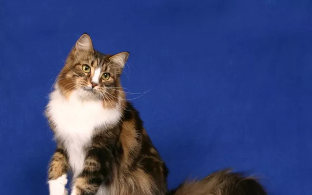 Image: Lucky Tom Cat Club CFA Cat Show
