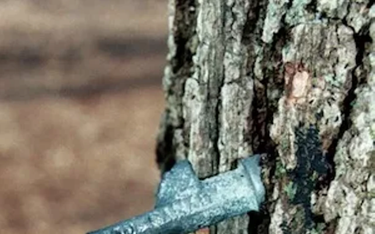 Image: Maple Syrup Time Demonstration
