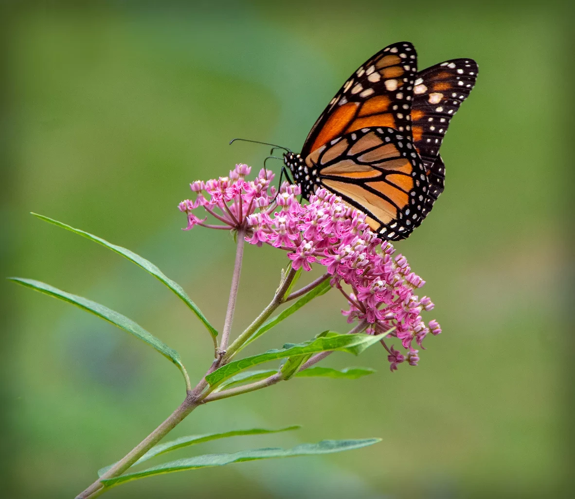 _virginia_scott_imgp3592milkweed_monarch.webp