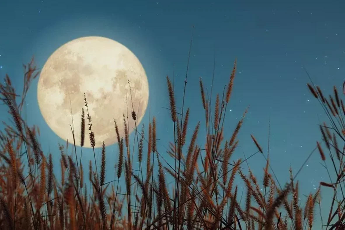 moonlight.webp