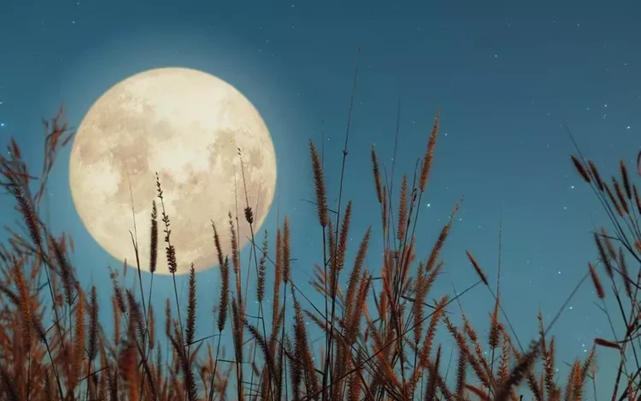 Image: Moonlight Meander - Harvest Moon Walk