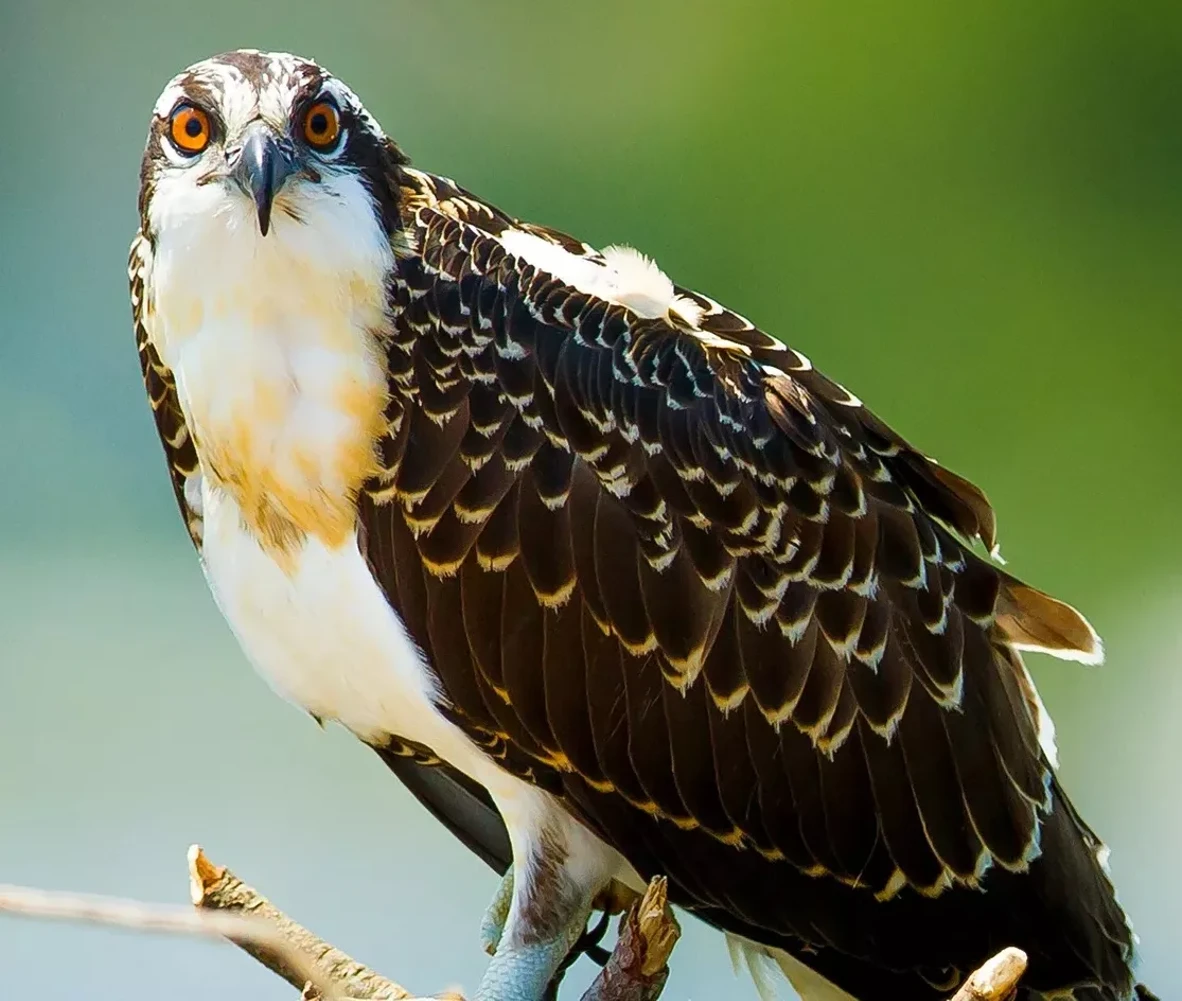 osprey_copy-2.webp