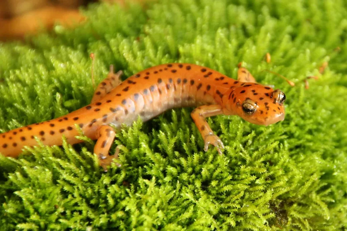 cavesalamander.webp