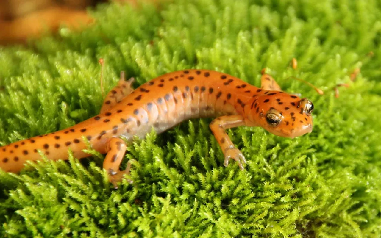 Image: Taste of ISM: Salamanders of Illinois