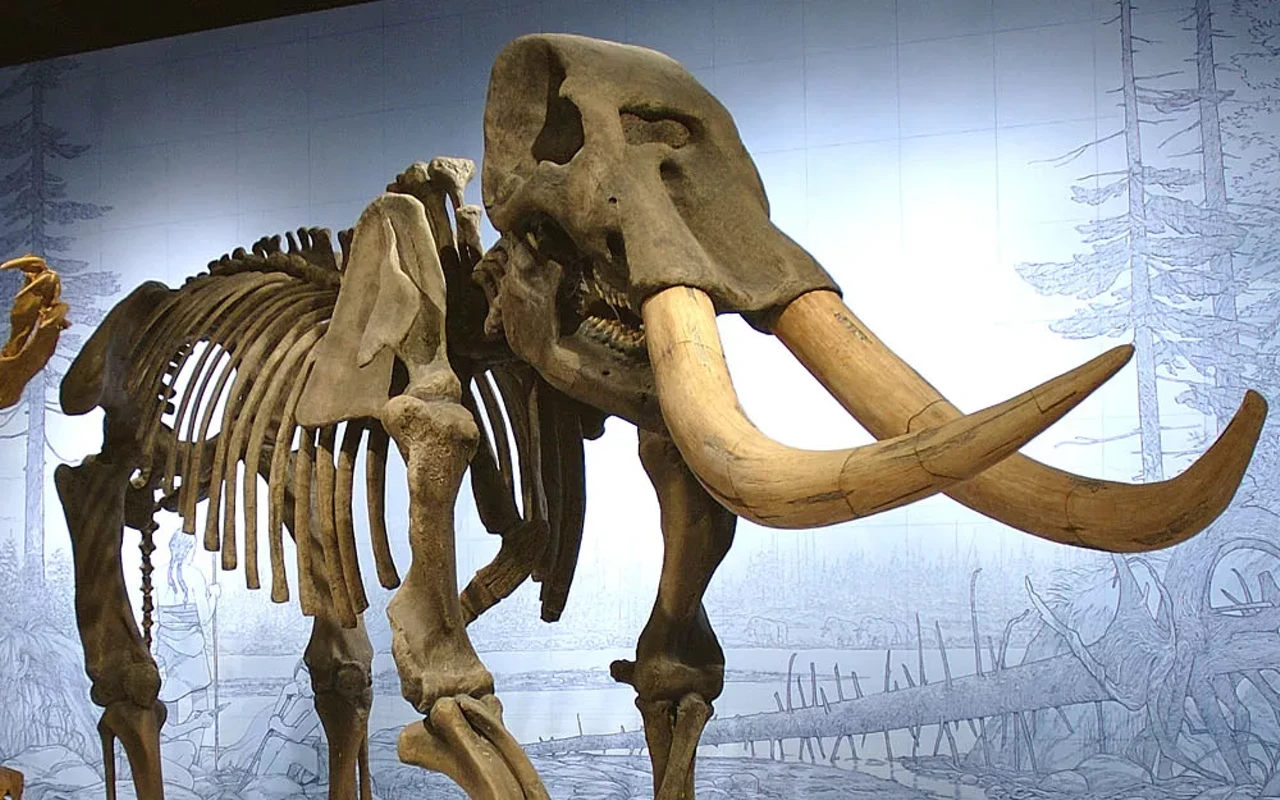 Image: Taste of ISM: The &ldquo;American Elephant&rdquo;