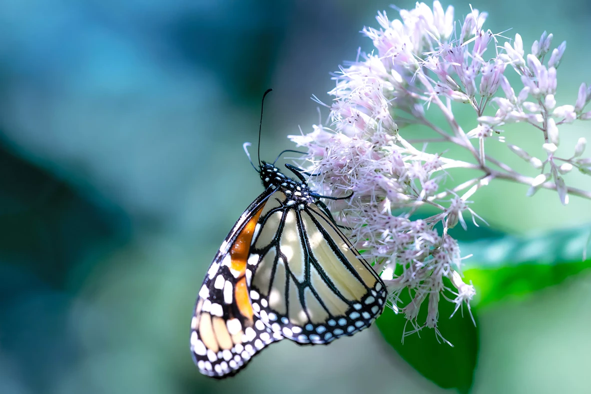 camellia_staab_-other_16__butterfly.webp