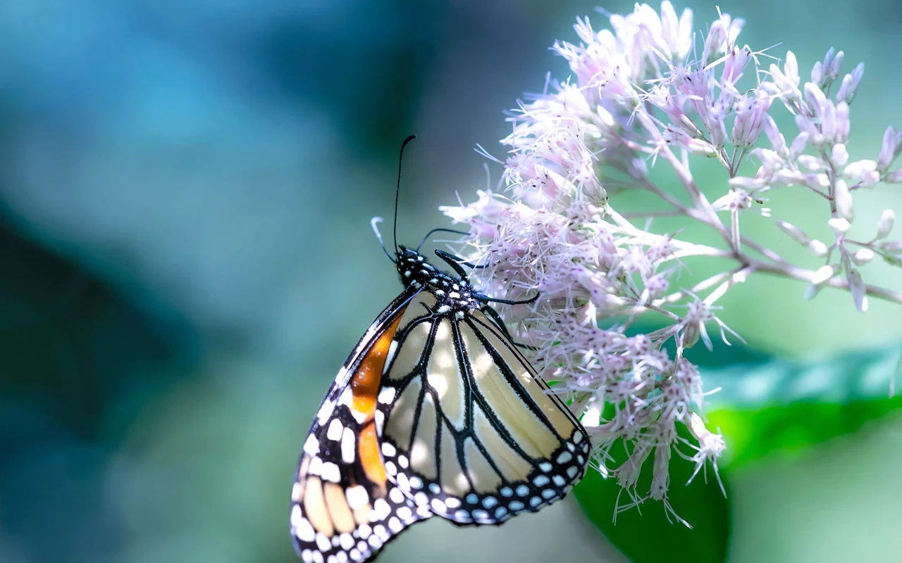 Image: The Importance of Native Plants